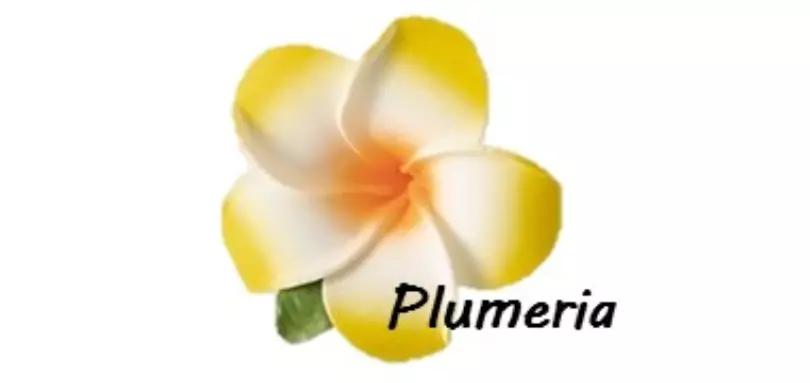 Plumeriaのイメージ画像1