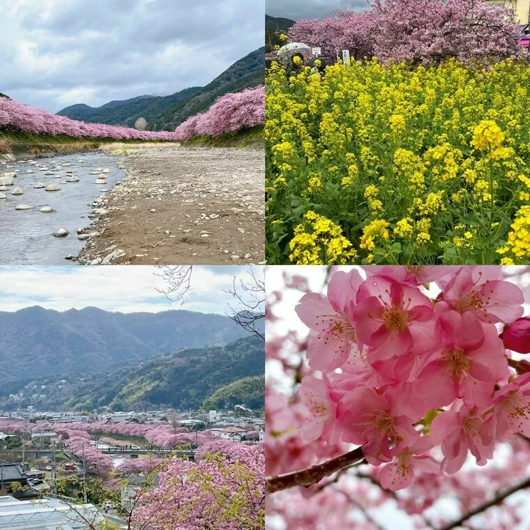 №1497　伊豆・河津桜のお花見！