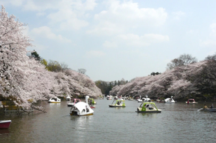 🌸春におすすめ！東京お花見デートスポット3選🌸