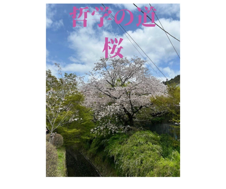 Salon de lumiere「美しい桜を見ながらお散歩」-1