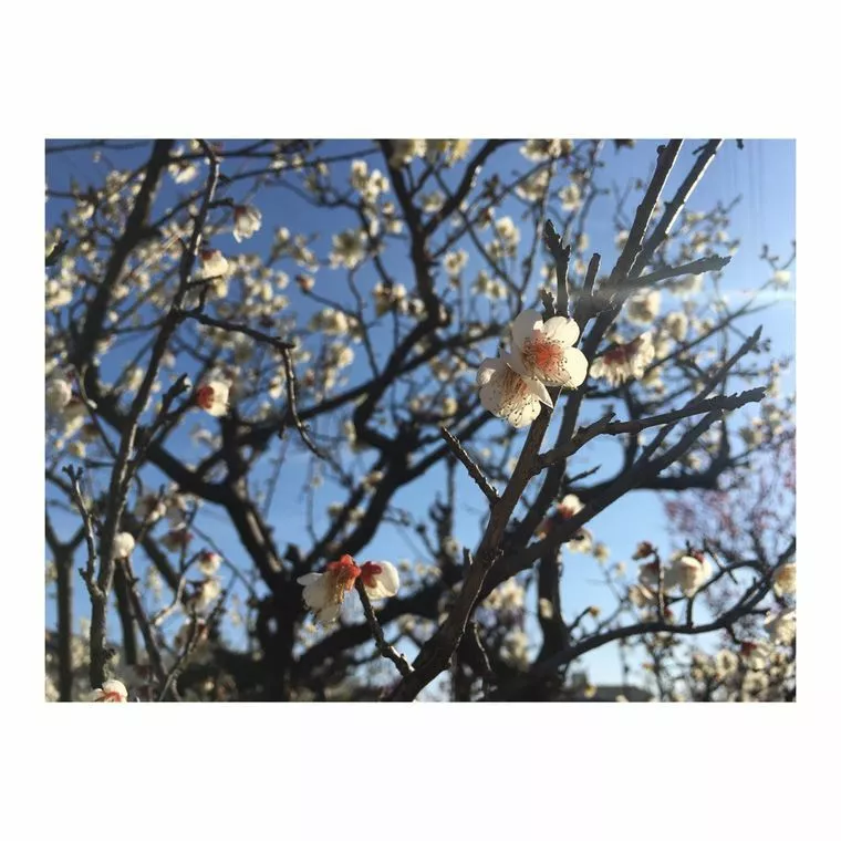 関西ブライダル「春を見つけました！」-1