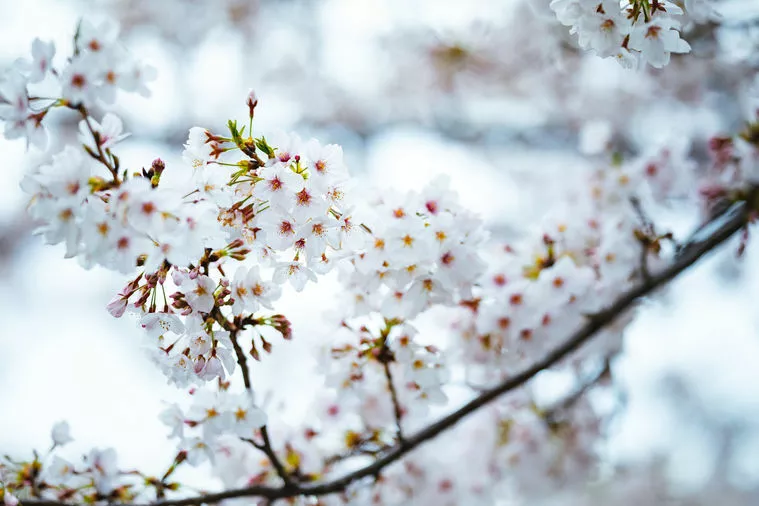 今年の桜の開花は超早い！