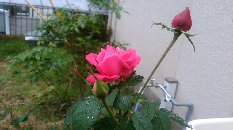 雨中のバラ