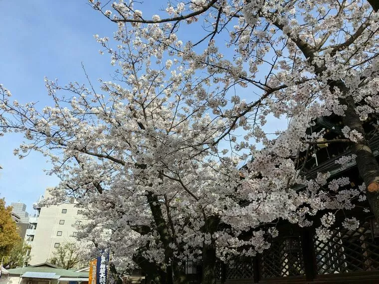 アーチ結婚相談室「大阪天満宮の桜は「満開」ご縁の桜も咲きました！」-1