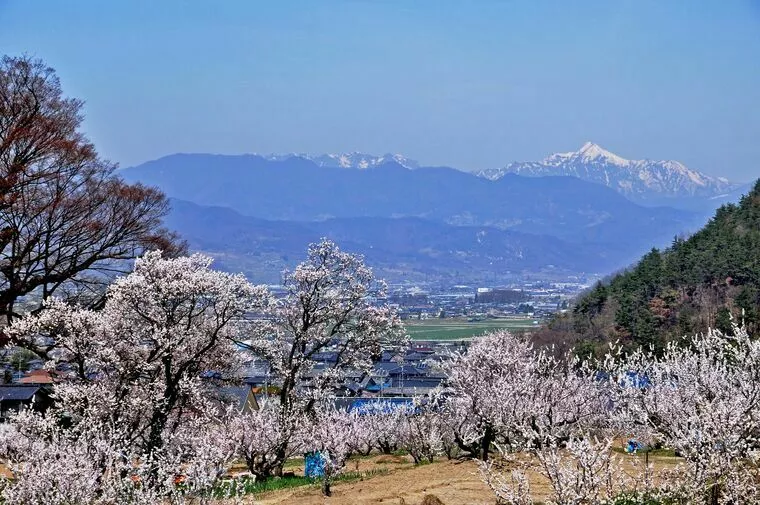 長野県に春が来ました。デートどこ行く？