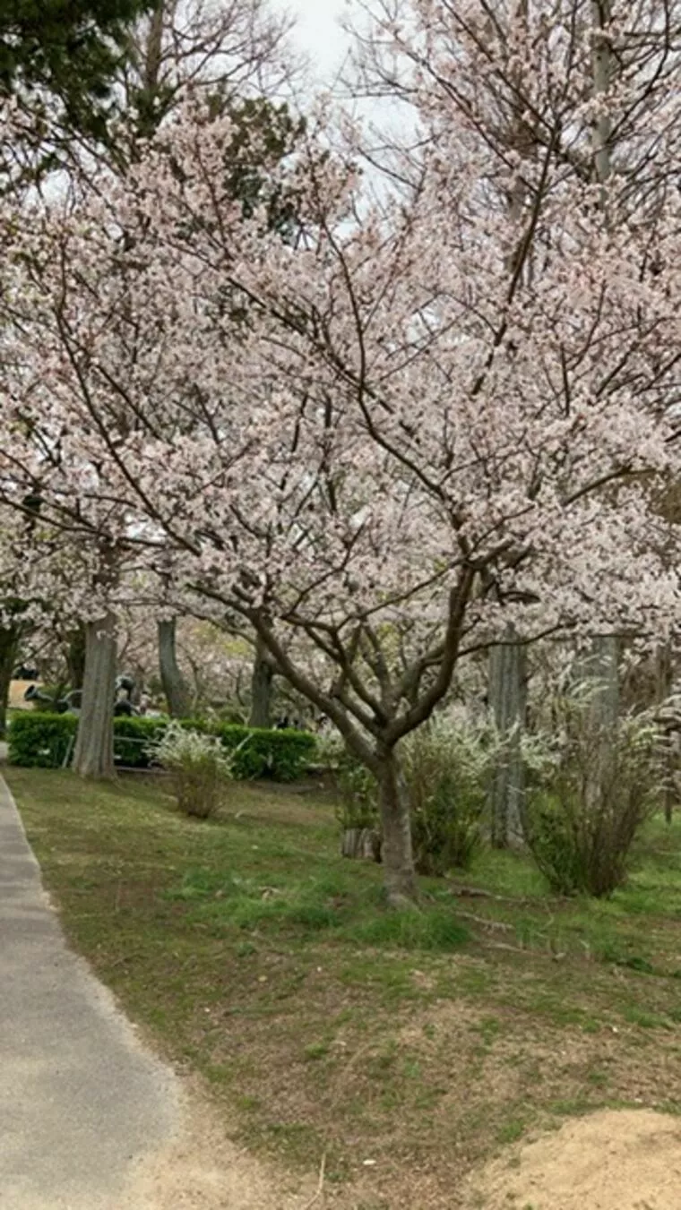 桜の季節がやってきました！